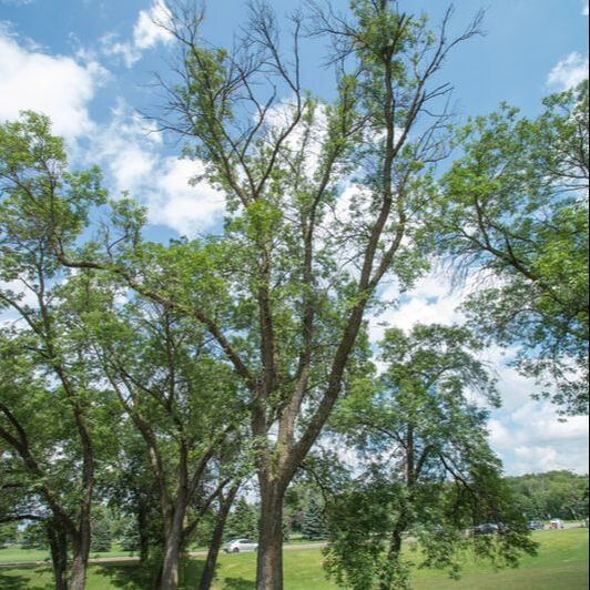 WITT 360 Tree Service - emerald ash borer treatments